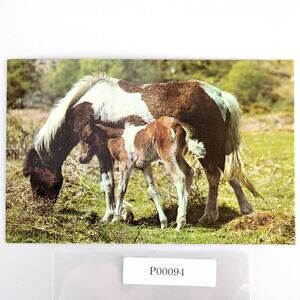 Vintage 1960s Postcard Mother & Son Dartmoor Ponies Jarrold & Sons Devon England